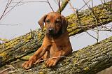 RODESIAN RIDGEBACK 177
